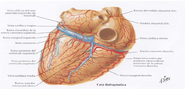 cardiorespiratoriouq: DRENAJE VENOSOS DEL CORAZON por : CRISTIAN ...