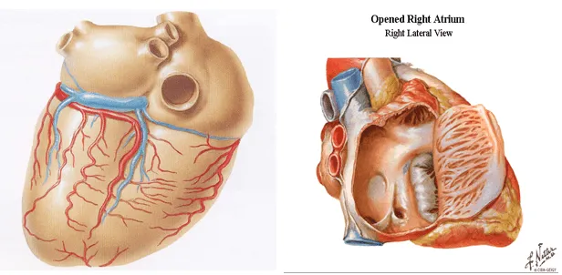 cardiorespiratoriouq: DRENAJE VENOSOS DEL CORAZON por : CRISTIAN ...