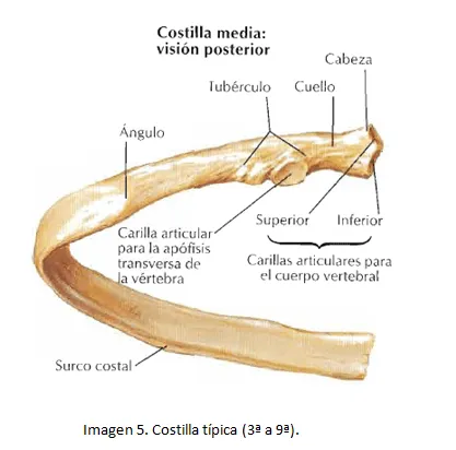 cardiorespiratoriouq: Huesos y articulaciones del toráx por ...