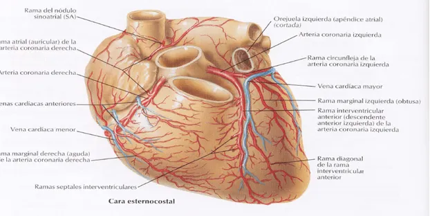 cardiorespiratoriouq: DRENAJE VENOSOS DEL CORAZON por : CRISTIAN ...