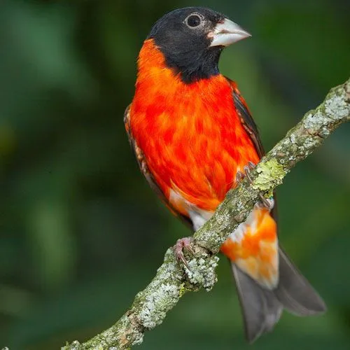 Carduelis cucullata - Wikipedia, la enciclopedia libre