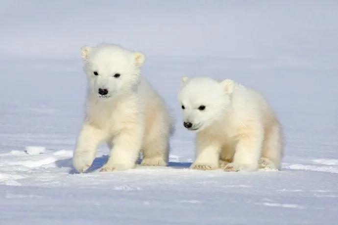 ANIMALES EN PELIGRO DE EXTINCION EN ASIA | animalesenviadeextincion