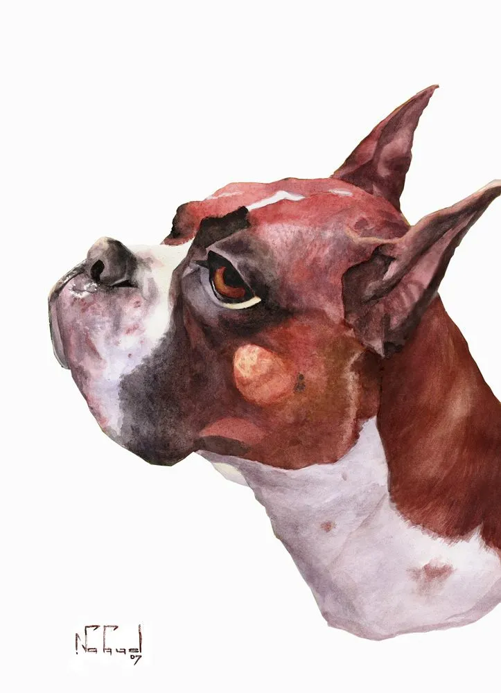 Caricatura de perro boxer - Imagui