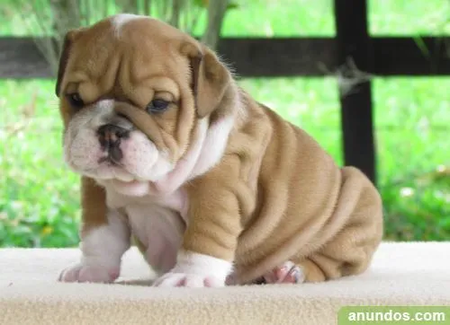 Perros cariñosos - Imagui