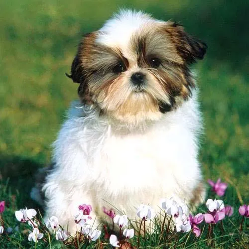 Los Cariñosos Perros Shih Tzu Socializan Fácilmente - Paperblog