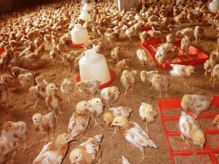 Cáritas Puno inicia una nueva Campaña para la Crianza de Aves de ...