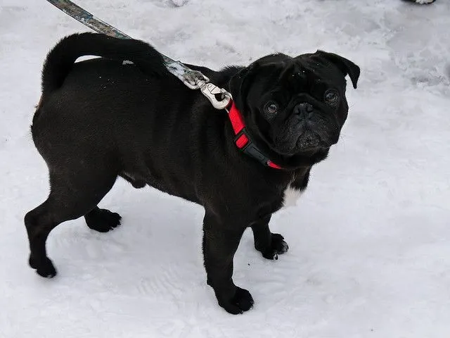 Carlino Pug Best HD Wallpapers 2013 ~ All About HD Wallpapers