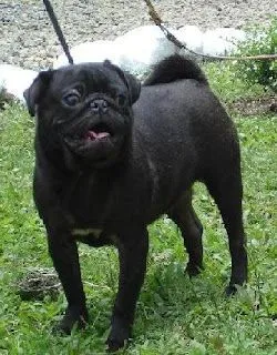 LOS CARLINOS: El carlino negro