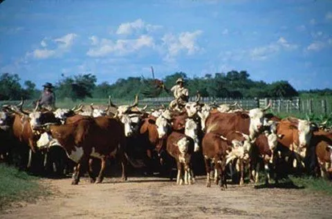 CARLOS VACA: LA GANADERIA