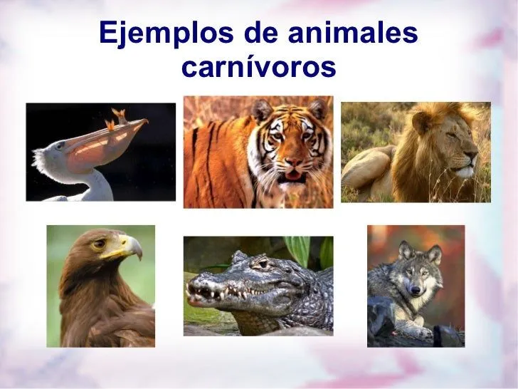 CARNIVOROS, HERVIBOROS, OMNIVOROS