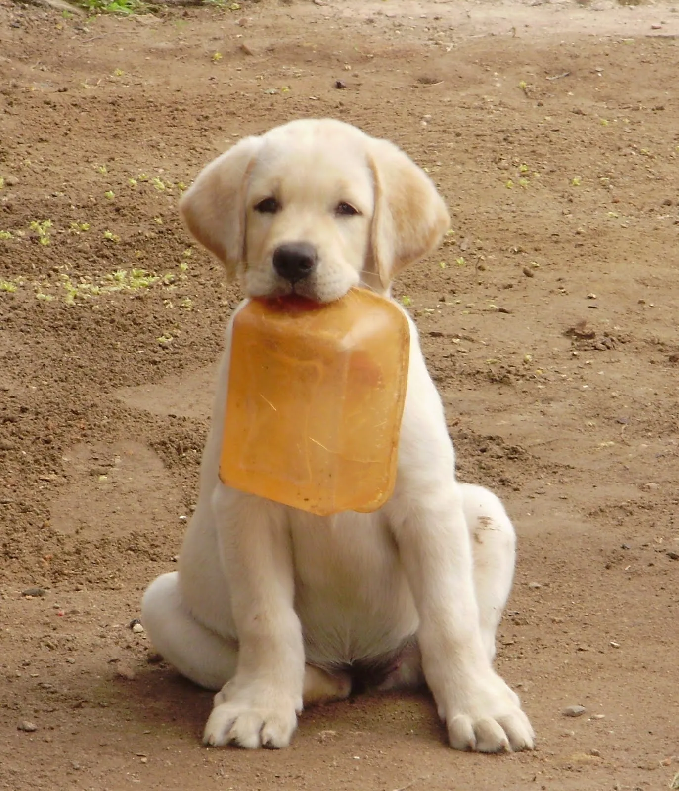 CARPE DIEM: Labrador Retriever - O melhor companheiro entre os cães!