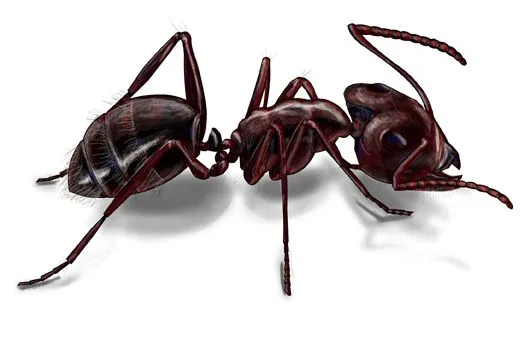 carpenter-ant-illustration_530 ...