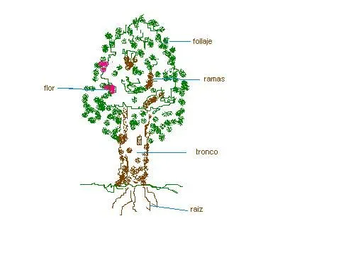 carpinteria: Partes del àrbol