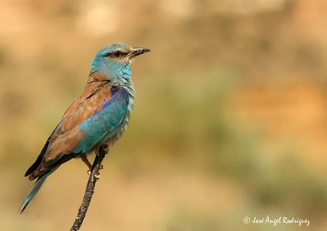 CARRACA (Coracias garrulus) EN HD | Flickr - Photo Sharing!