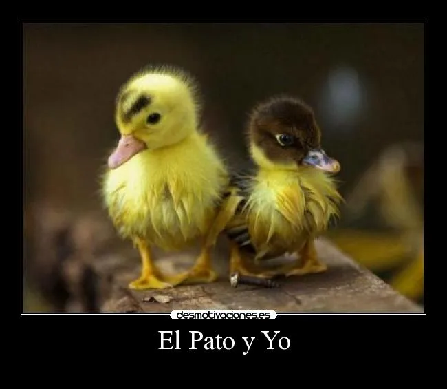 Carteles de Aves Pag. 22 | Desmotivaciones