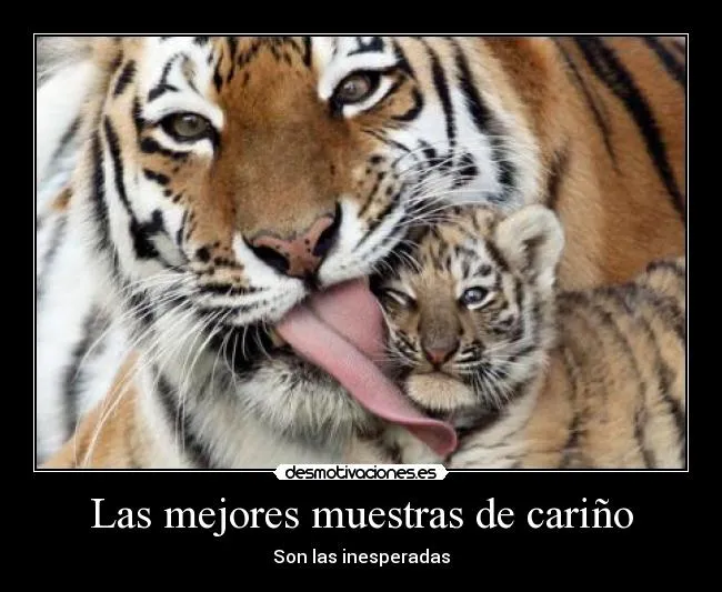 Las mejores muestras de cariño | Desmotivaciones