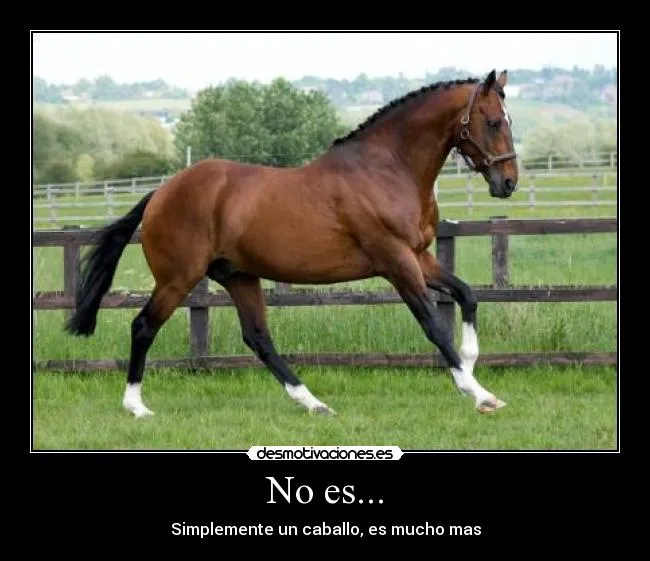 Carteles de Caballos Pag. 31 | Desmotivaciones