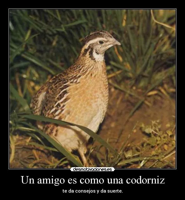 Carteles de Codorniz | Desmotivaciones