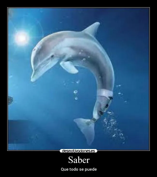 Carteles de Delfin Pag. 15 | Desmotivaciones