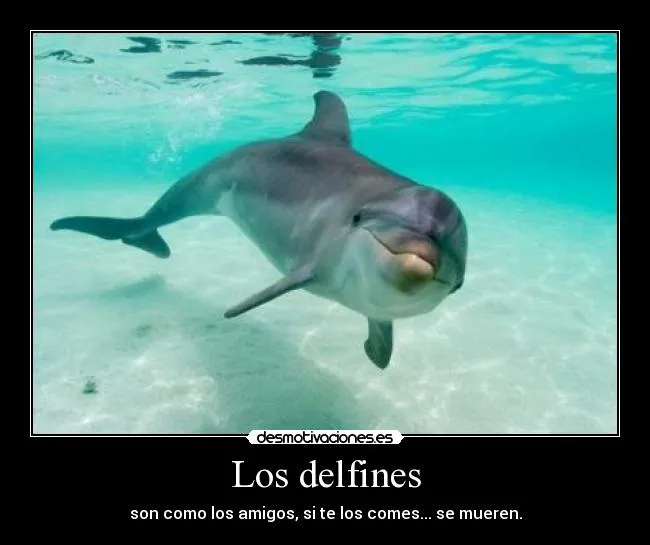 De delfines con frases - Imagui