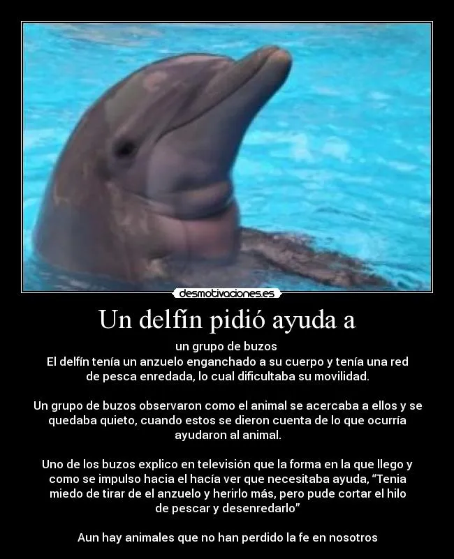 Carteles de Delfin Pag. 4 | Desmotivaciones