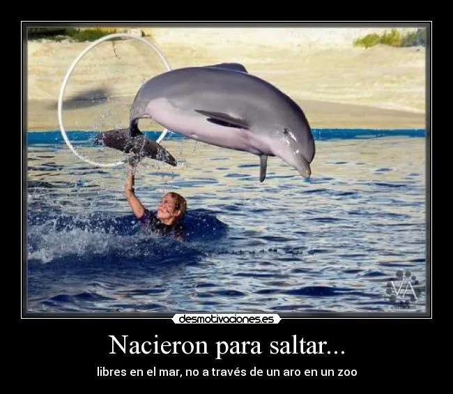 Carteles de Delfines | Desmotivaciones