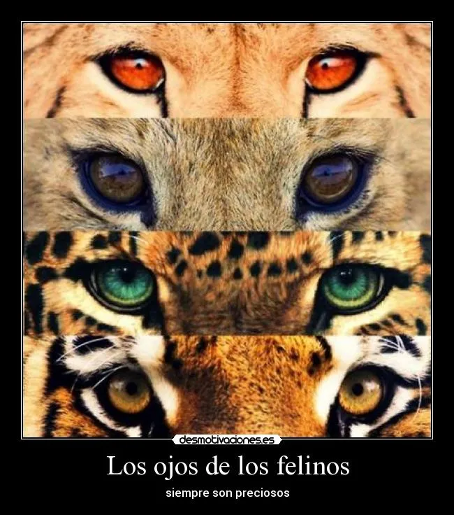 Carteles de Felino | Desmotivaciones