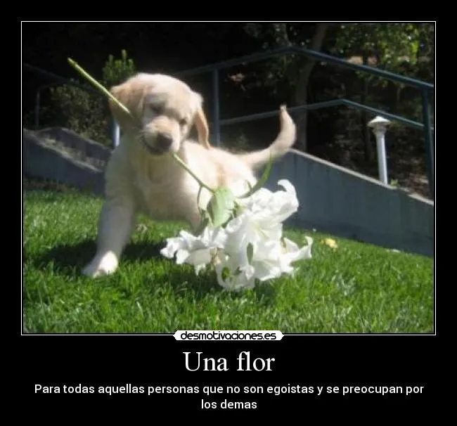 Carteles de Flor Pag. 11 | Desmotivaciones