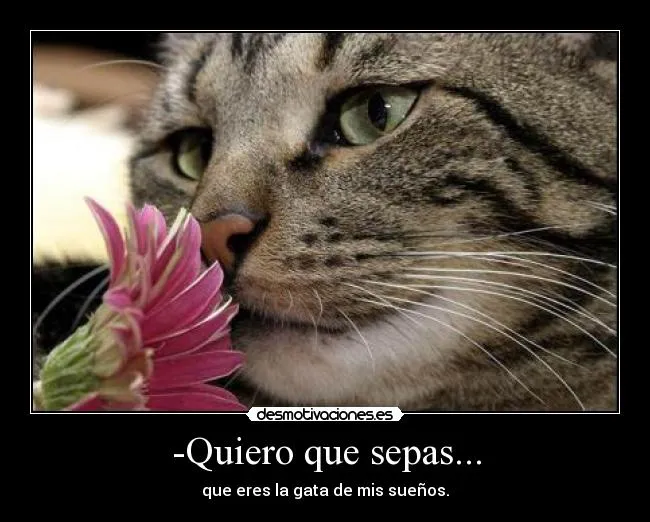 Carteles de Gata Pag. 11 | Desmotivaciones