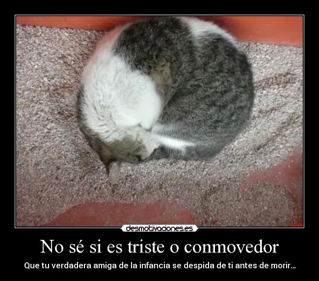 Carteles de Gatita Pag. 7 | Desmotivaciones