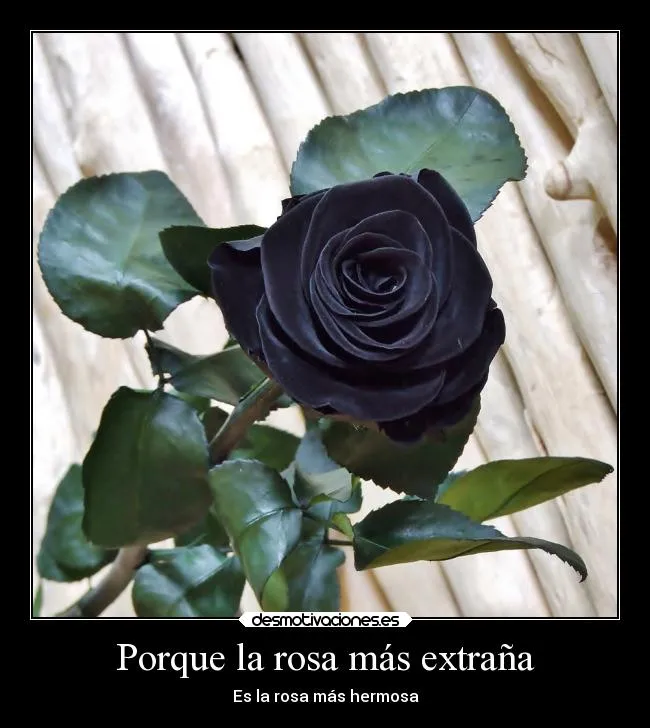 Carteles de Negra | Desmotivaciones