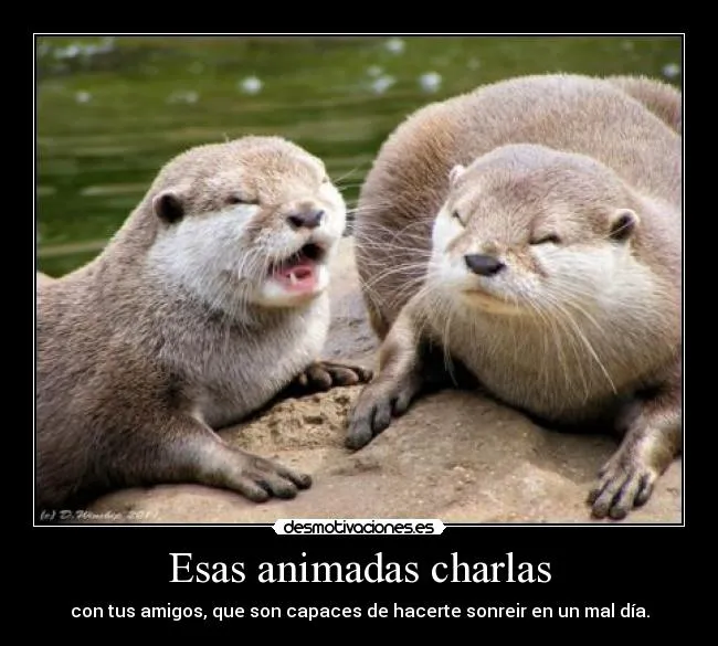 Carteles de Nutria Pag. 2 | Desmotivaciones