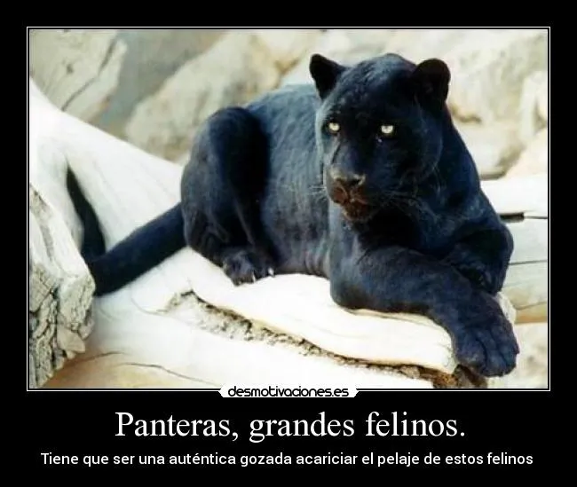 Carteles de Panteras | Desmotivaciones