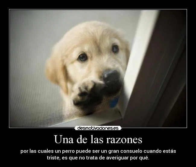 Carteles de Perros Pag. 3 | Desmotivaciones