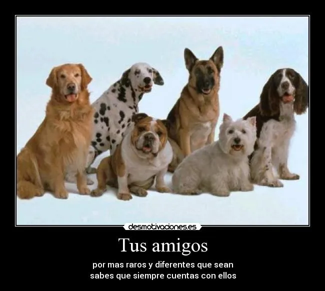 Carteles de Perritos Pag. 26 | Desmotivaciones