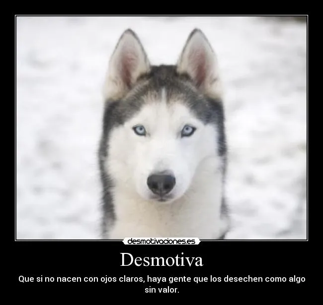 Carteles de Perros Pag. 4 | Desmotivaciones