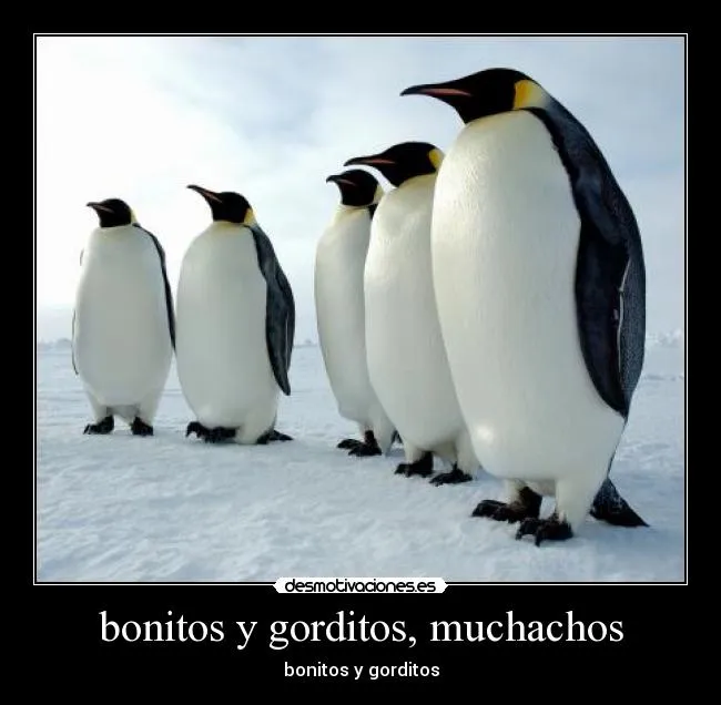 Carteles de Pinguinos Pag. 9 | Desmotivaciones