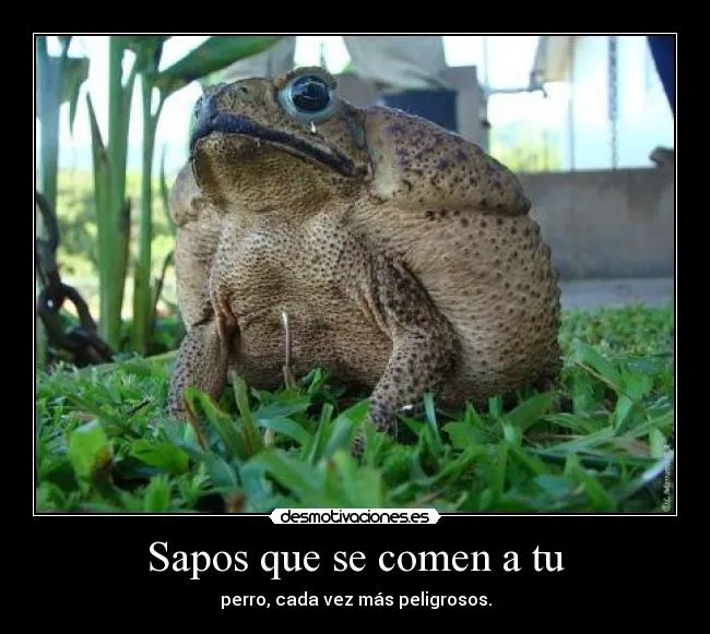Carteles de Sapos Pag. 19 | Desmotivaciones