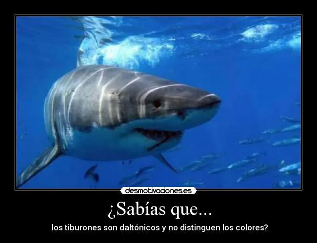 Carteles de Tiburones Pag. 13 | Desmotivaciones