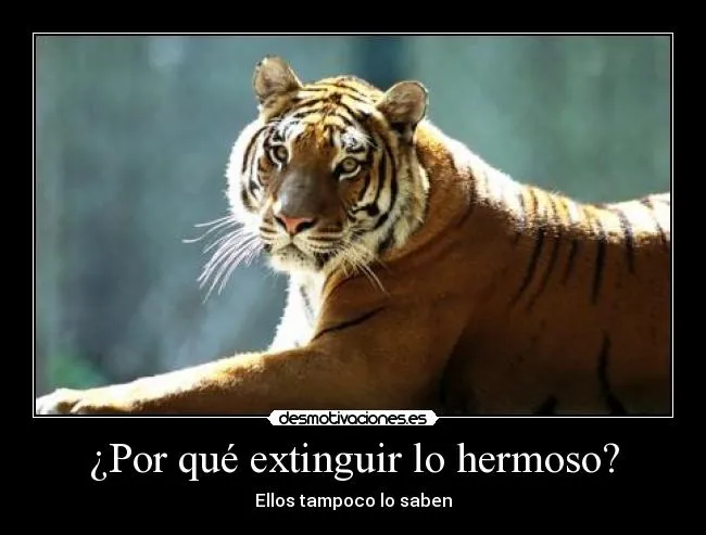 Carteles de Tigres Pag. 8 | Desmotivaciones