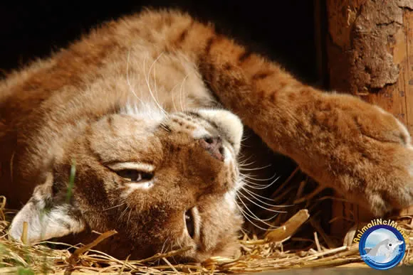 Cartolina felino :: crea cartolina felino :: Animali nel Mondo