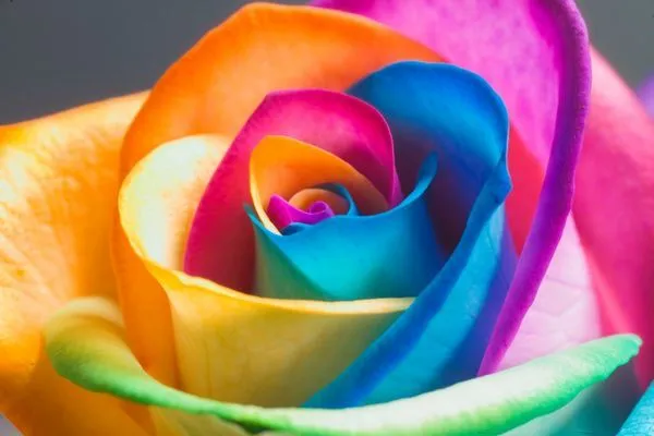 Casa & Flores: Rosas Arco-íris - Rainbow Roses