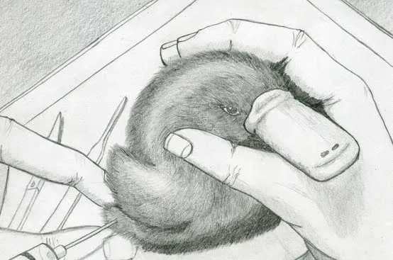 La casa del Árbol: julio 2010