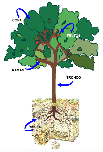 nuestra casa los arboles dan vida: NUESTRA CASA LOS ARBOLES DAN VIDA