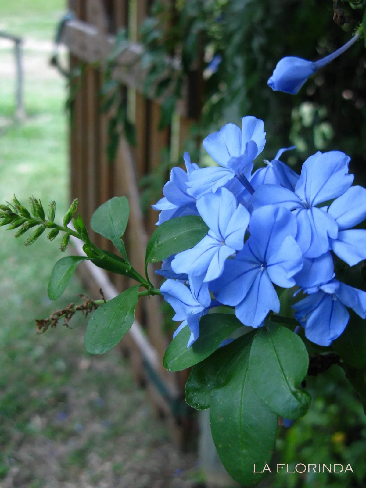 Casa Feliz: Rapsodia en blue