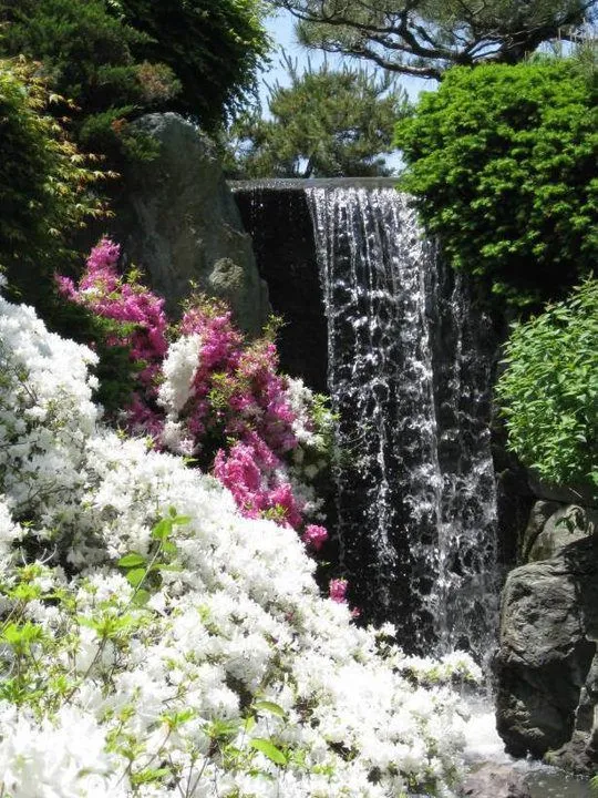 Fotografias de flores y cascadas - Fotografias y fotos para imprimir