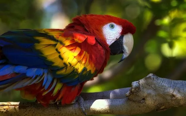 LA CASITA DE ISABEL: Aves con colores increibles