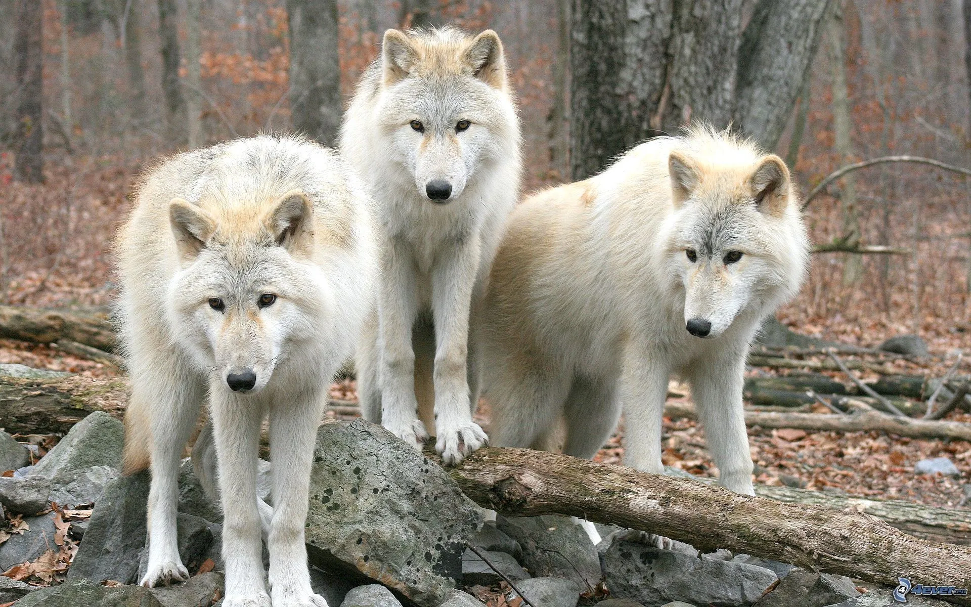 LA CASITA DE ISABEL: Mega-post Animales blancos (Su historia, su ...