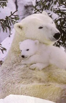  ... como en este caso de osos polares genera una tierna imagen o foto