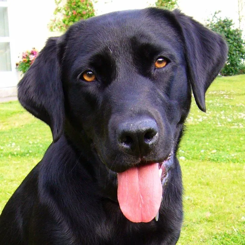 El caso de Ruby, el labrador negro que es alérgico a ser un perro